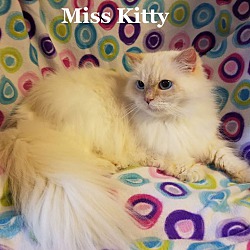 Photo of Miss Kitty
