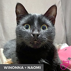 Thumbnail photo of Winona (bonded with Naomi) #1
