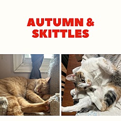 Photo of Autumn & Skittles