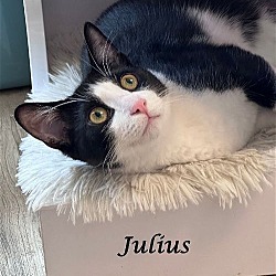 Thumbnail photo of JULIUS #3