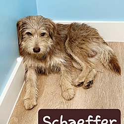 Thumbnail photo of Schaeffer #1