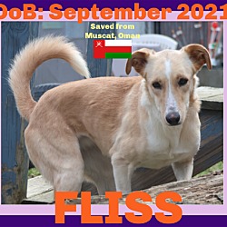 Thumbnail photo of FLISS - Oman #4