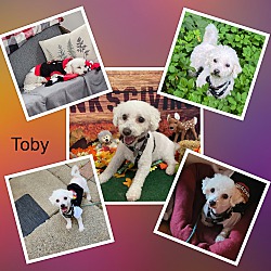 Photo of Toby - MI