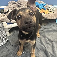 adopt a pet