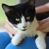 adopt a pet