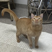 adopt-pet