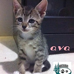 Thumbnail photo of Ava - Adopted Sept 2016 #4