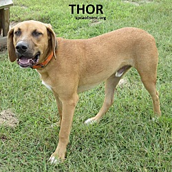Thumbnail photo of Thor #3