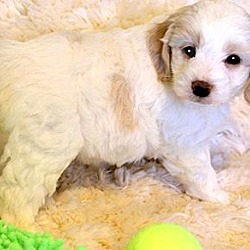 Thumbnail photo of FRISCO(OUR "GOLDENDOODLE" PUP! #3