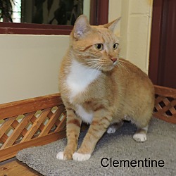 Thumbnail photo of Clementine #4