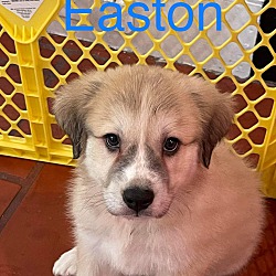 Thumbnail photo of Easton #1