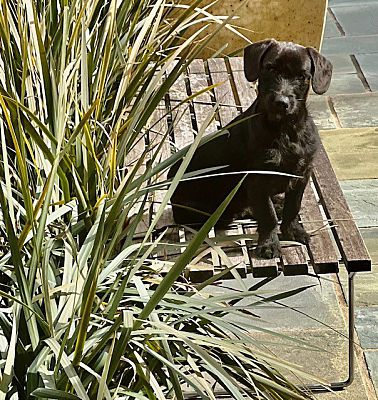 Gatwick hotsell dog rescue