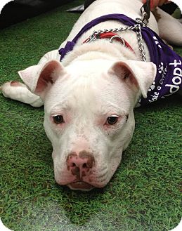 Coral Springs Fl American Bulldog Meet Picasso A Pet For Adoption