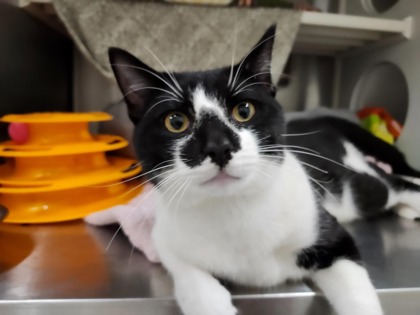 Baltimore, MD - Domestic Shorthair/Domestic Shorthair. Meet Bentley A ...