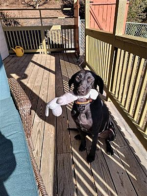 Franklin, NC - Belgian Malinois/German Shorthaired Pointer. Meet scout ...