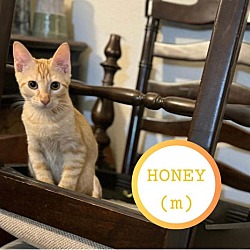 Thumbnail photo of Honey #2