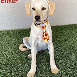 Thumbnail photo of Elmer #1