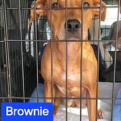 Thumbnail photo of Brownie #2