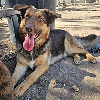 adopt a pet