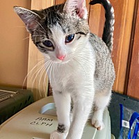 adopt-pet