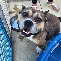 adopt a pet