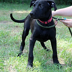 Thumbnail photo of Timmy ~ adopted! #3