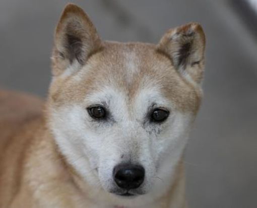 Colorado Springs Co Shiba Inu Meet Linden A Pet For