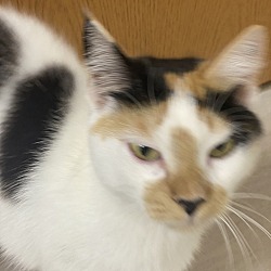 Photo of Catty