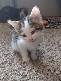 litter champ petsmart