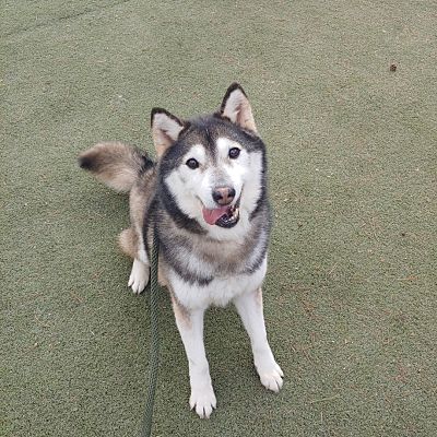 Hoboken, NJ - Alaskan Malamute/Shiba Inu. Meet Chunji(H) a Pet for