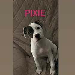 Photo of Pixie