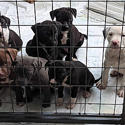 Photo of The L Litter