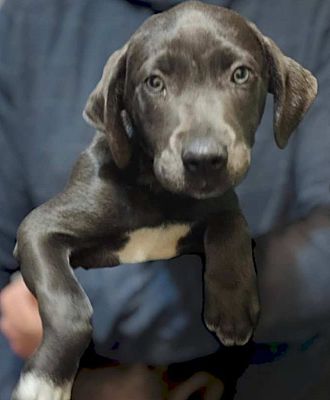 Eldorado weimaraner best sale