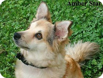 amber hill shelties