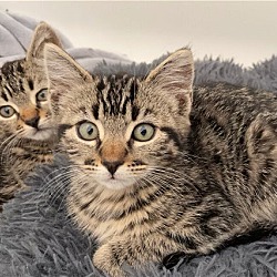 Thumbnail photo of CLEO and BRAZOS- Brother & Sister  (Feline Network #3