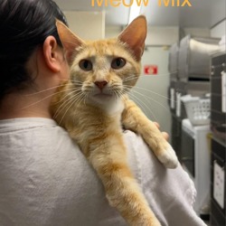 Photo of Meow Mix *Meet me at Eagan Petsmart*