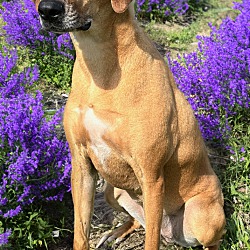 Minneapolis, MN - Black Mouth Cur/Hound (Unknown Type). Meet Roo a Pet ...