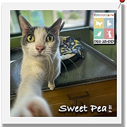 Thumbnail photo of Sweet Pea #3