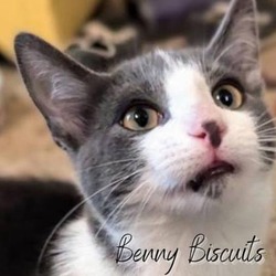 Thumbnail photo of Benny Biscuits #1