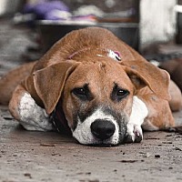 adopt a pet