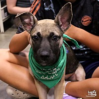 adopt a pet