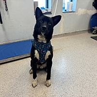 adopt a pet