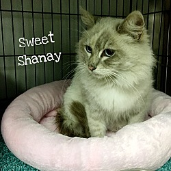 Thumbnail photo of Shanay #2