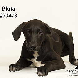 Thumbnail photo of Pluto #4