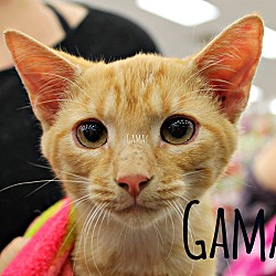 Thumbnail photo of Gamay #3
