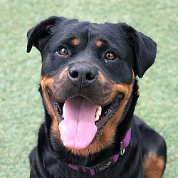 local rottweiler rescue yorkshire