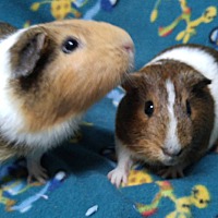 critter corral guinea pig rescue