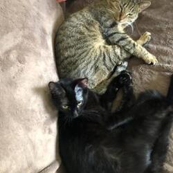 Thumbnail photo of Avery Wenger bonded w Jaguar Marathon #1