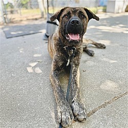 Photo of Zydeco