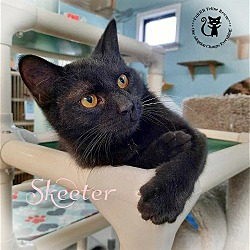 Photo of Skeeter AT Petsmart Rochester